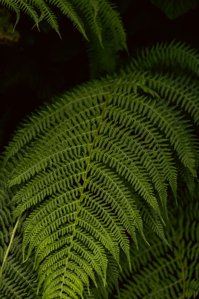 Detailed close-up of vibrant green fern leaves highlighting intricate patterns and textures.