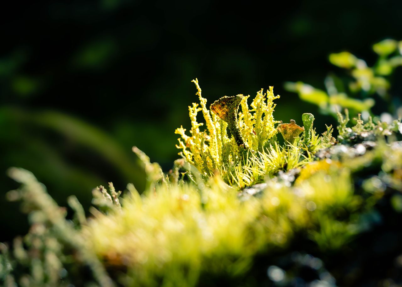 Vivid macro shot of green lichen moss thriving on a forest surface, sunlight highlighting textures.