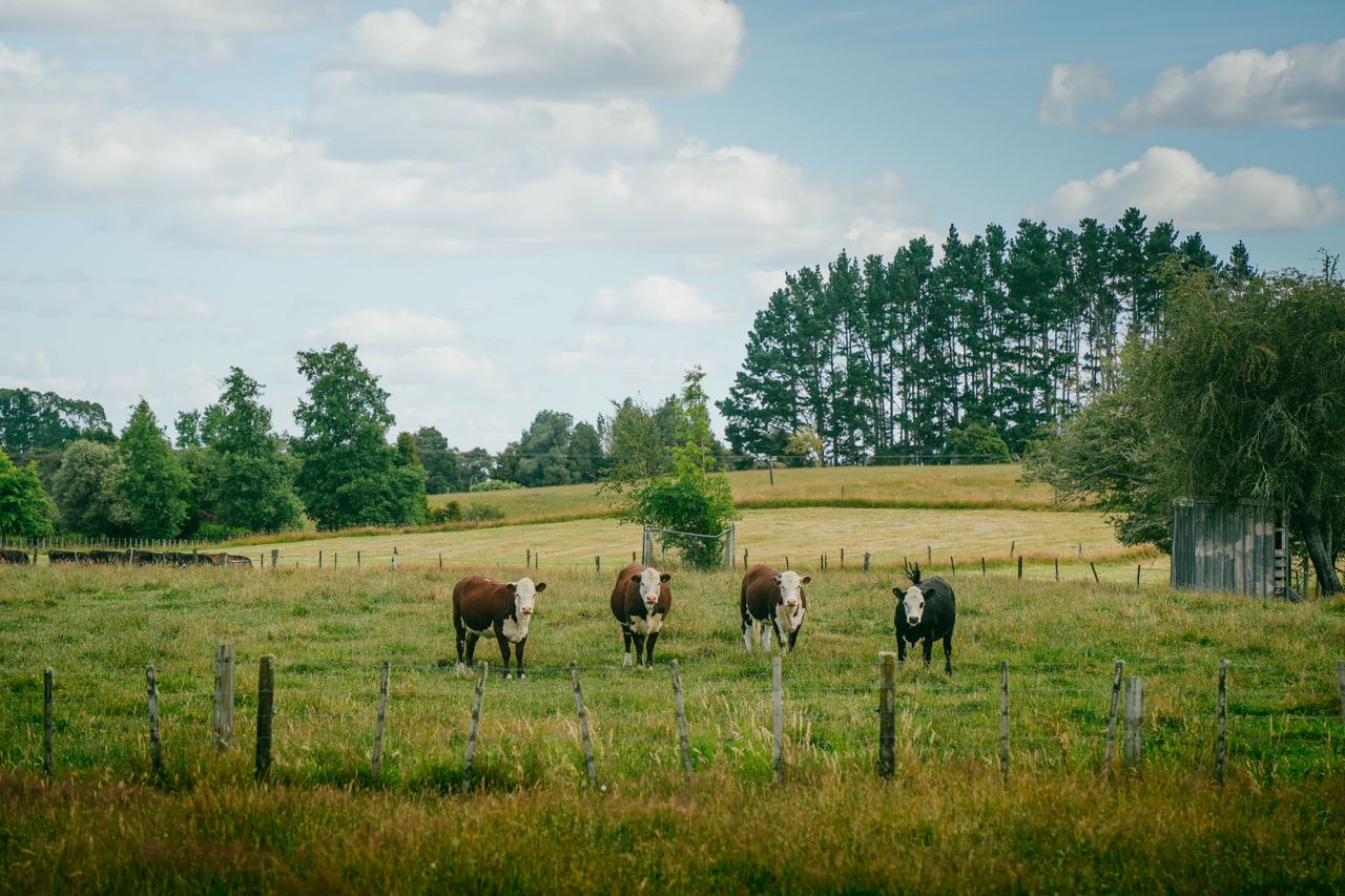 Group of cows grazing in a green meadow on a sunny day with trees in the background.