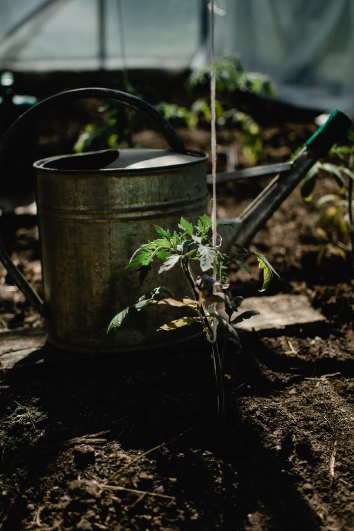 A rustic watering can next to growing tomato plants in an Estonian greenhouse.